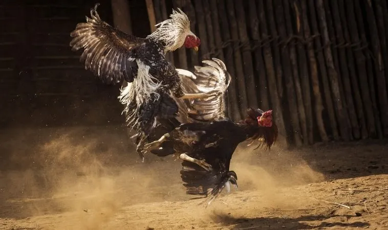 Hướng Dẫn Cách Chơi Đá Gà Sabong Tại K9WIN Hiệu Quả Nhất 2 Sảnh đá gà Sabong tại K9WIN quy tụ nhiều chiến kê dũng mãnh